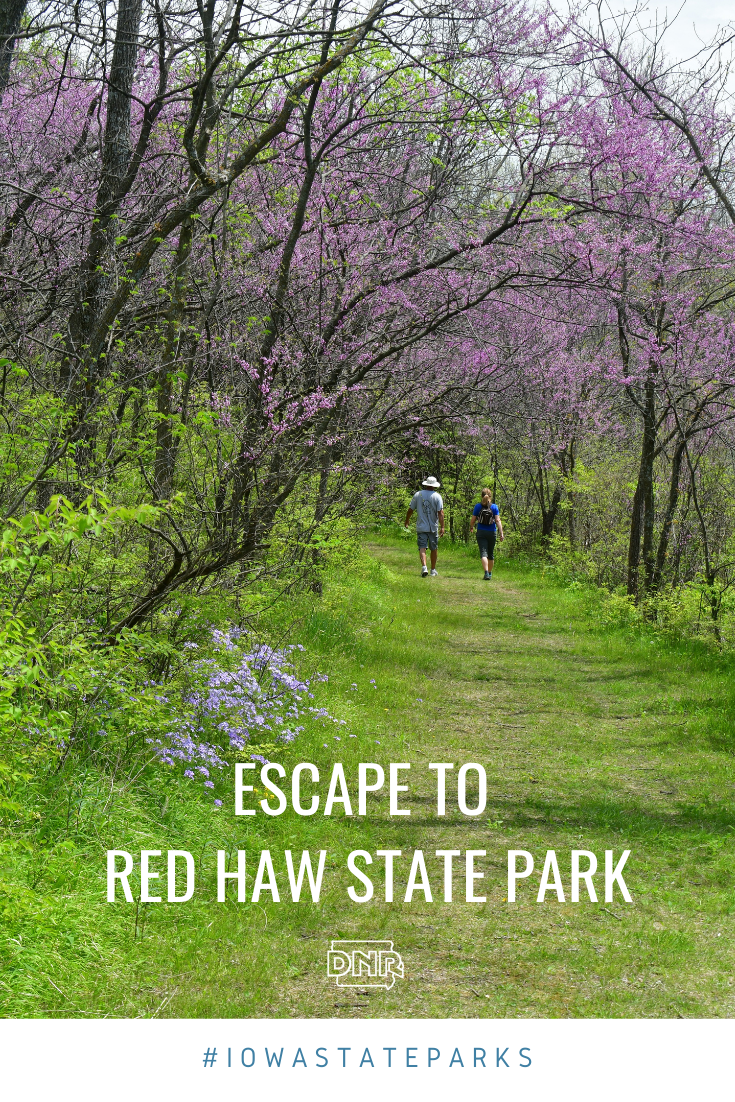 Escape to Red Haw State Park and take in the stunning colors of the redbud trees along the trails and throughout the park | Iowa Outdoors magazine